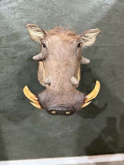 Warthog Shoulder Mount image