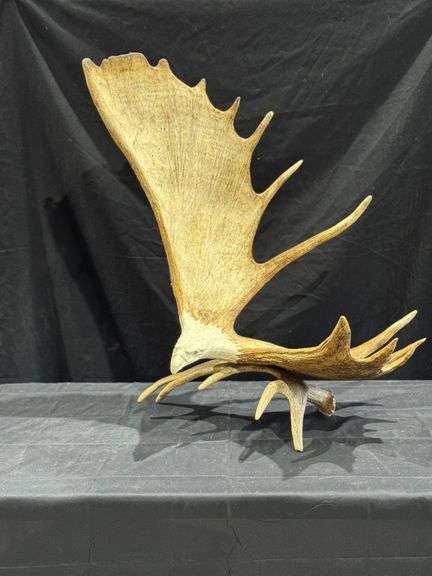 Moose Antler Eagle Carving image