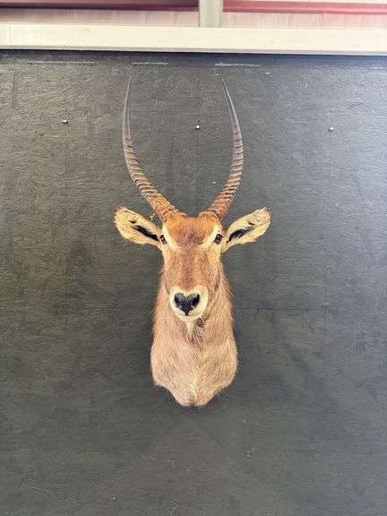 Waterbuck Antelope Shoulder Mount image
