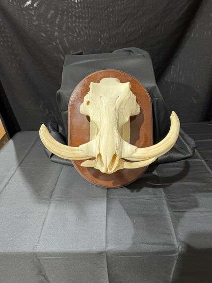 Warthog skull image