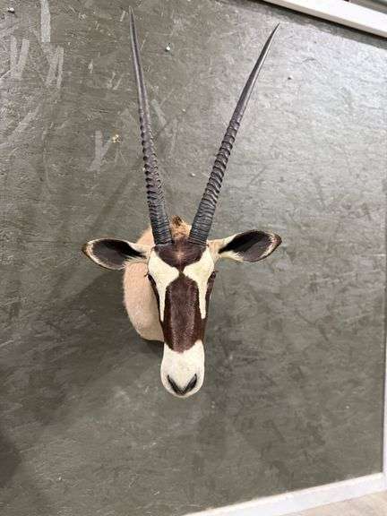 Gemsbok Shoulder Mount image