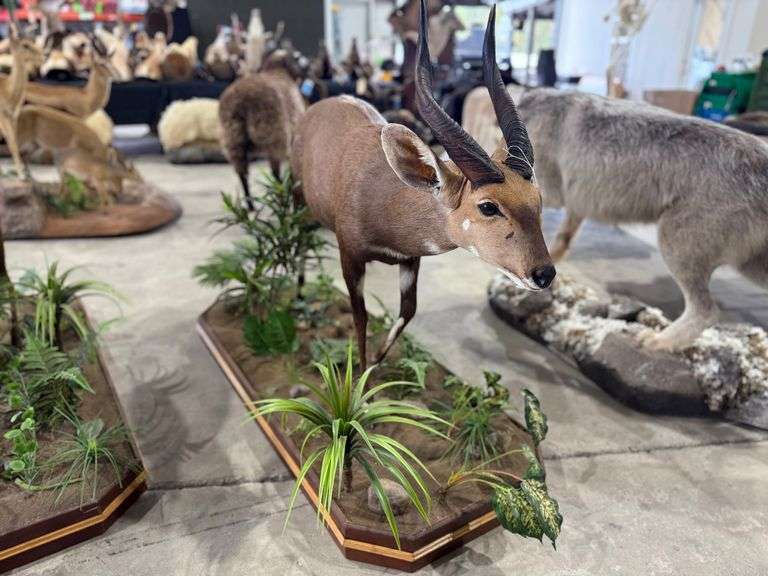 Cape Bushbuck Full Mount in Diorama Base image