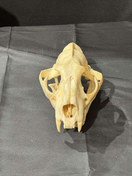Mountain Lion Skull image