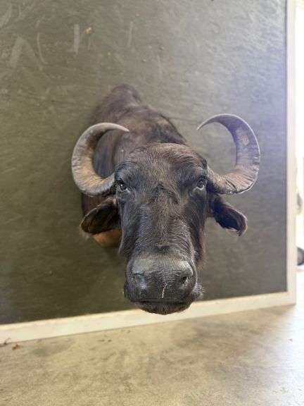 Cape Buffalo Shoulder Mount image