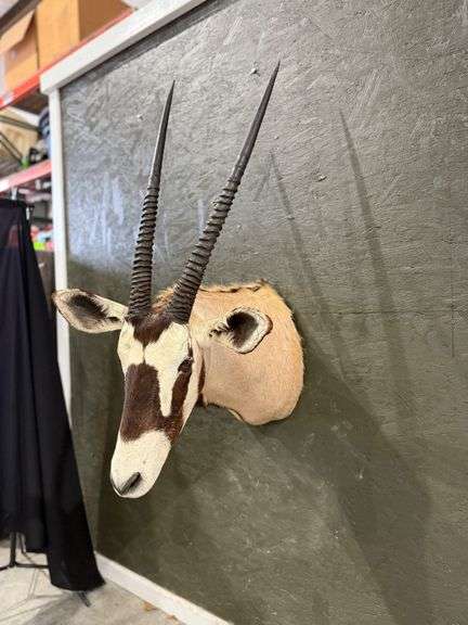 White Springbok Shoulder Mount image