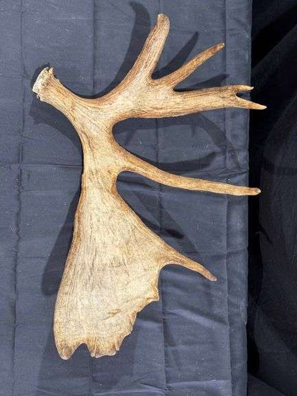 Moose Antler image
