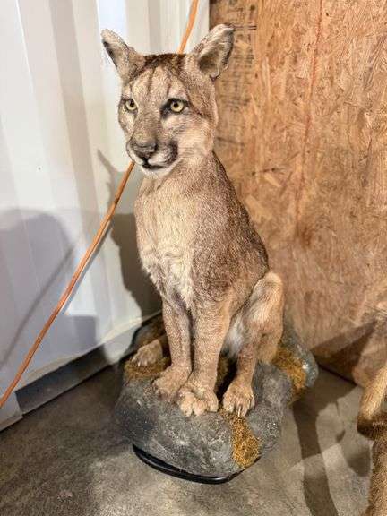 Cougar Full Mount on Realistic Habitat Base image