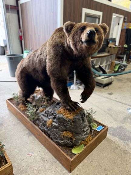 Grizzly Bear Full Mount in Diorama Base image