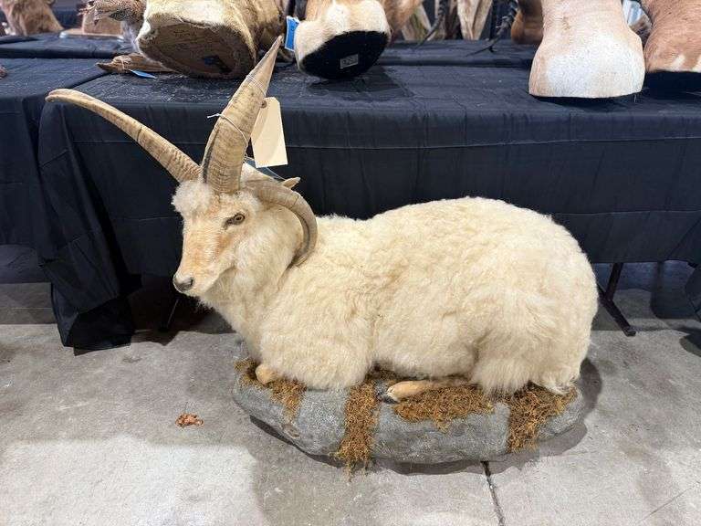 Dall Sheep Full Mount on Realistic Habitat Base image