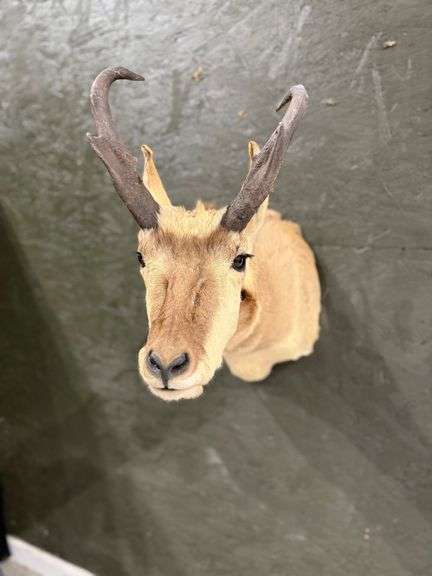 Pronghorn Antelope Shoulder Mount image