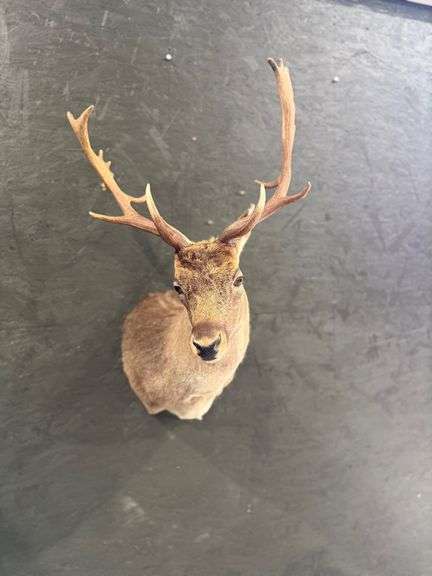Siberian Roe Deer Shoulder Mount image