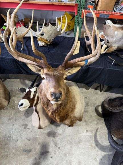 15-Point Elk Shoulder Mount image