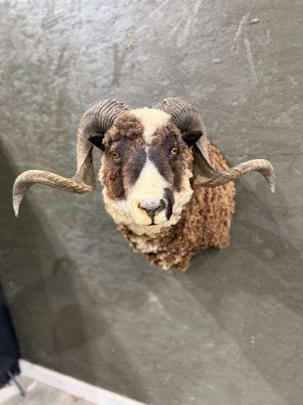 Ram Shoulder Mount image