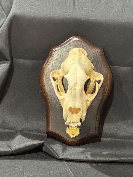 Mountain Lion Skull image