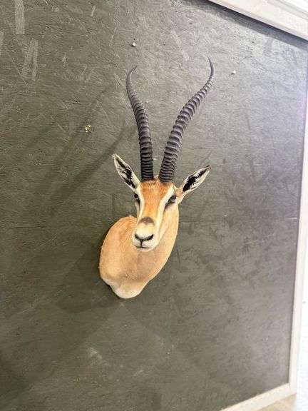 Gazelle Shoulder Mount image