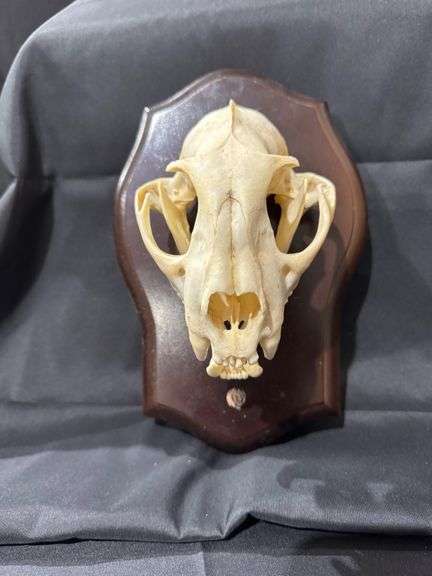 Bobcat Skull image