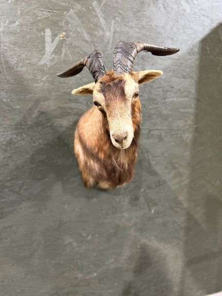Nigerian Dwarf Goat Shoulder Mount image