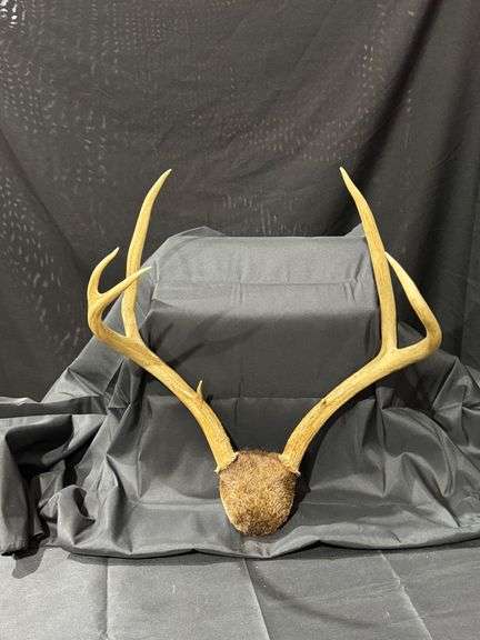 Deer Antlers image