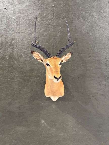 Impala Shoulder Mount image