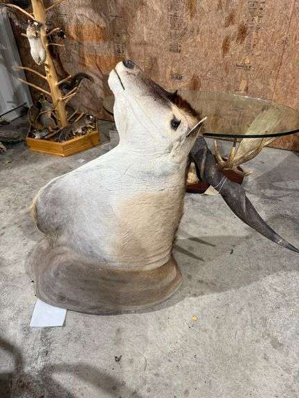 Eland Shoulder Mount image