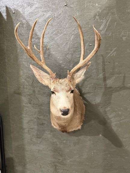 Mule Deer Mount image