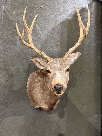 Mule Deer Mount image