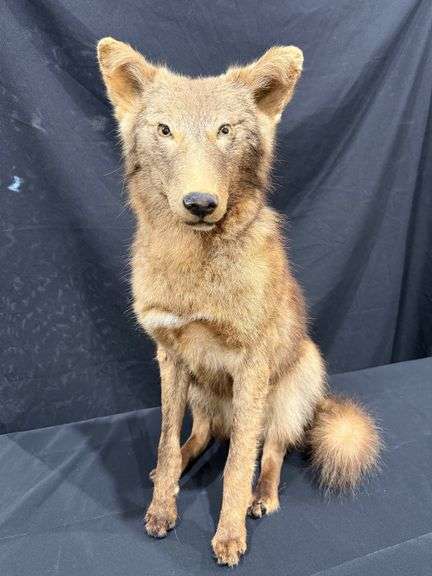 Coyote Full Mount image