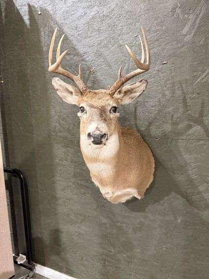 Whitetail Deer Shoulder Mount image