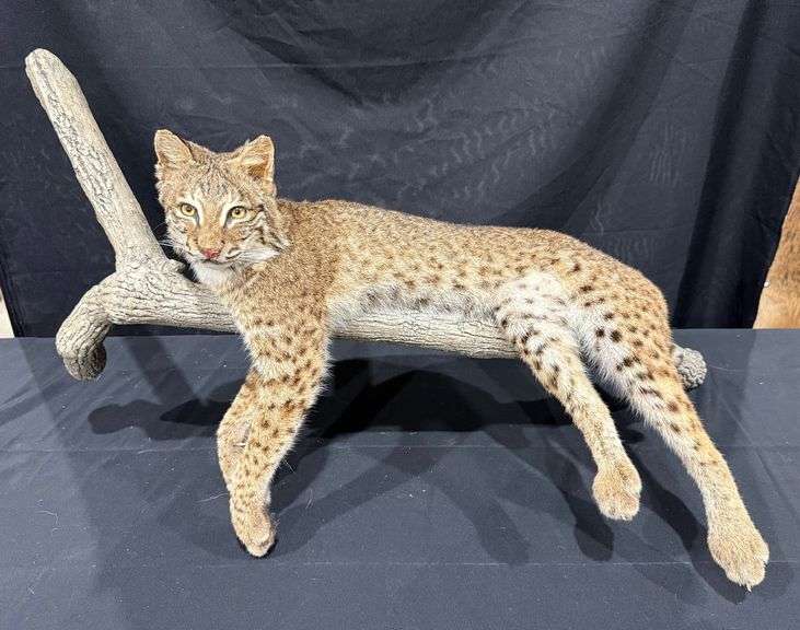 Bobcat Full Mount on Limb image