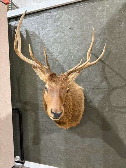 Elk Shoulder Mount image