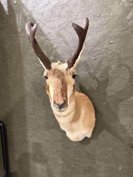 Antelope Shoulder Mount image