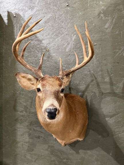Whitetail Deer Shoulder Mount image