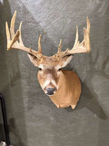 Whitetail Deer Shoulder Mount image
