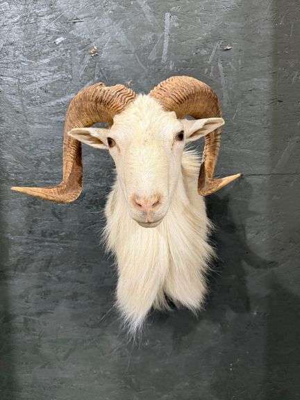 Domestic Sheep Shoulder Mount image