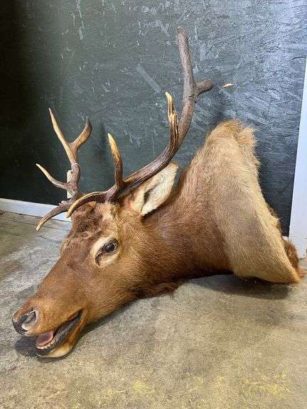 Bugling Elk Shoulder Mount image