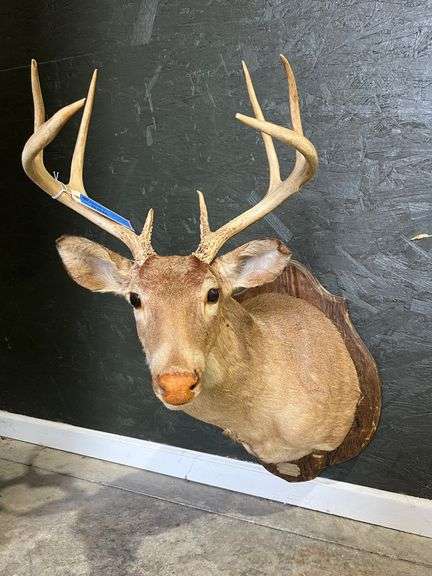 Deer Mount image
