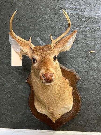 Deer Mount image