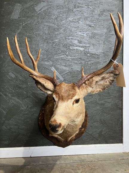 Deer Mount - Loose Antler image