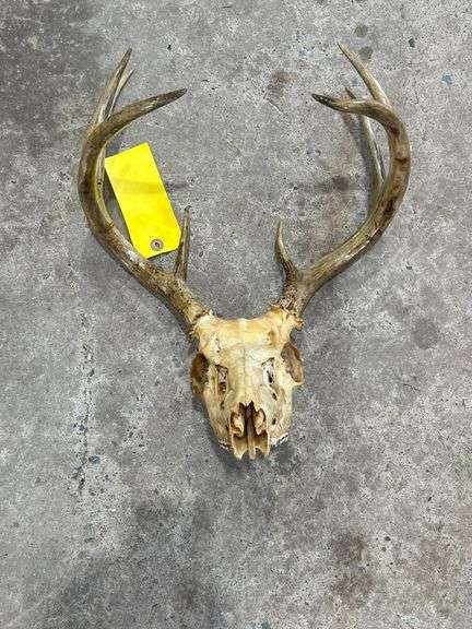 Antler with Skull Mount image