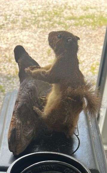Stuffed Squirrel on Branch