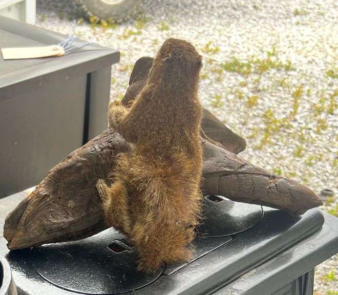 Stuffed Squirrel on Branch