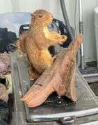 Stuffed Squirrel on Branch