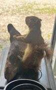 Stuffed Squirrel on Branch
