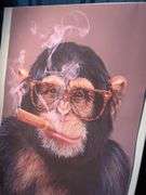 (3) Monkey Pictures