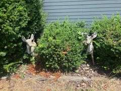 Concrete Deer