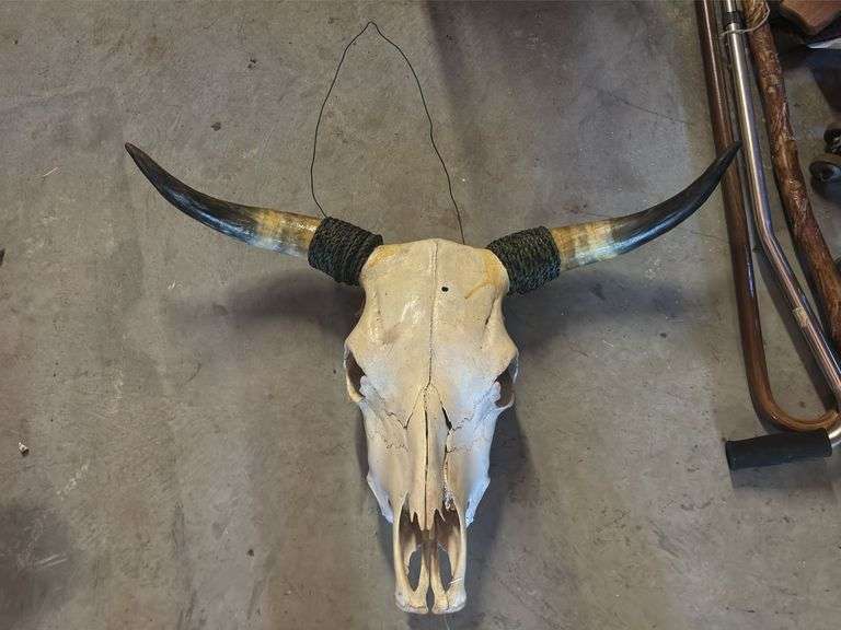 Skull and Horns