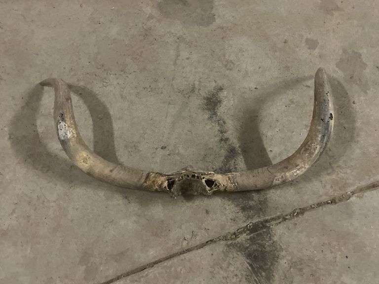 Set Of Longhorn horns image
