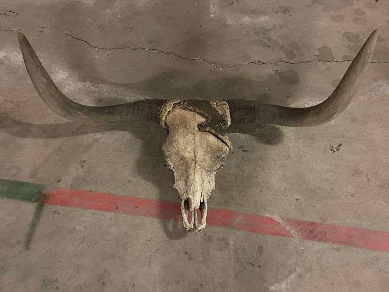 Large longhorn Steer Skull with Unpolished horns image