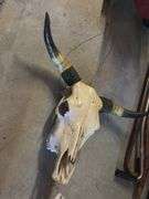 Skull and Horns