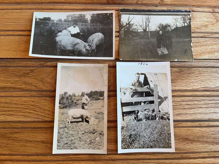 (4) Livestock Photos image